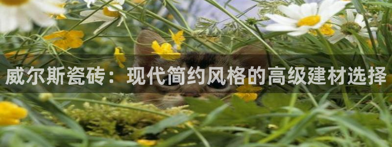 和木记手帕官网