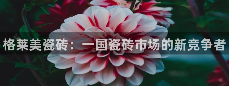 和记3电讯 官网